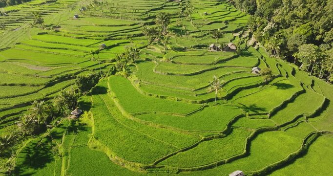 Vibrant green landscape of a traditional Balinese rice paddy, intricate terraced farming fields system and agricultural beauty of Indonesia, Bali island. Aerial drone footage, nature pattern landscape