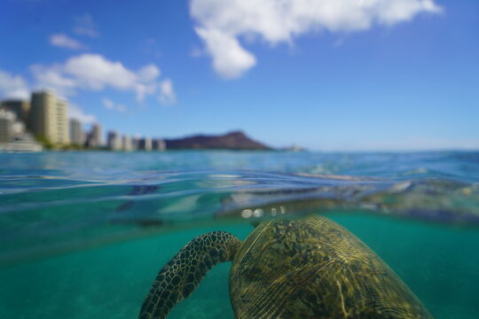 Swimming with Wild Hawaiian Green Sea Turtles off the shore of Waikiki, in Hawaii 