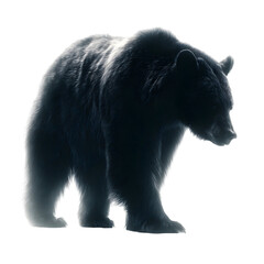  Majestic Bear's Silhouette: A powerful bear, cast in shadow, strides confidently, a symbol of untamed strength. This image speaks to the awe-inspiring presence of the natural world and the raw power.