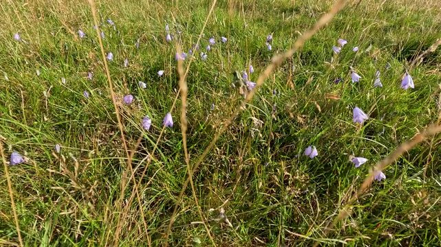 Summer Wildflowers Blooming in Scottish Meadow Grassland