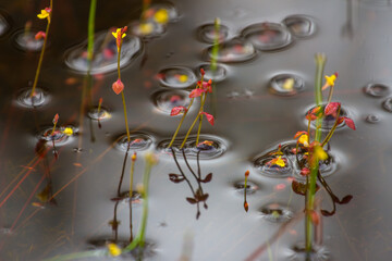 Small plants are on the water.