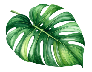 Artistic watercolor monstera leaf 