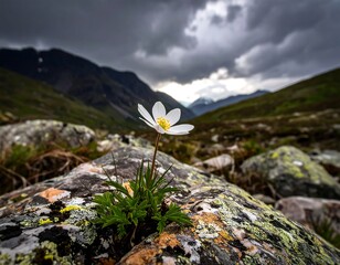 A delicate white flower, in full bloom, emerges from a moss-covered rock formation against a mountain valley landscape
