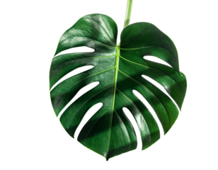 Monstera leaf with sunlight shadow play