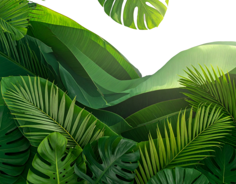 Monstera with palm and banana leaves set