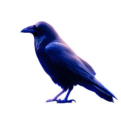Mysterious Raven Portrait: A lone, majestic raven stands in striking profile, its dark feathers and sharp gaze hinting at a sense of wisdom and secrets.