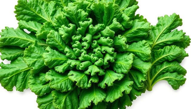 Vibrant green kale leaves, fresh and crisp, isolated on pure white,  spring,  bright green