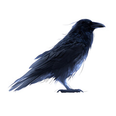 Raven in Isolation: A striking raven stands proudly, its dark plumage contrasting against an uncluttered backdrop, evoking an aura of mystery and quiet strength.