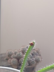 insect on a cactus (ladybug)