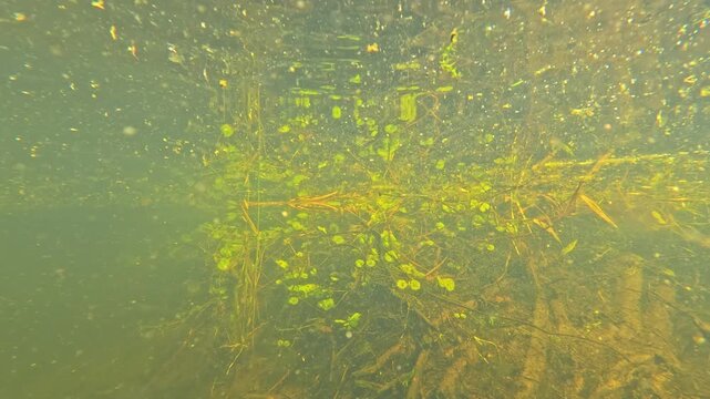 Underwater View of Algae and Plants in Haarlem Pond