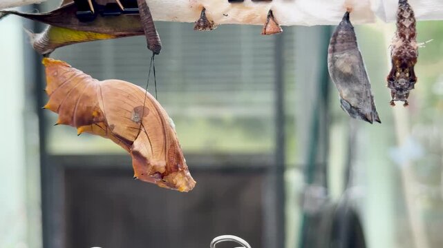 Butterfly Pupa Hanging in Controlled Environment Time-Lapse