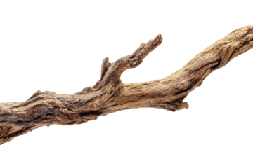 Close-up of a weathered, driftwood branch