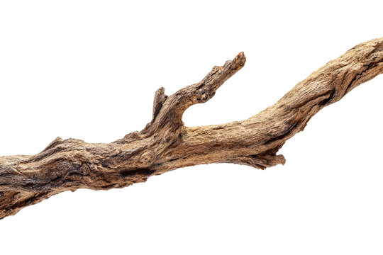 Close-up of a weathered, driftwood branch - Powered by Adobe