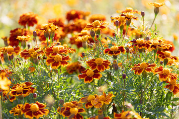 Marigolds in full, glorious bloom