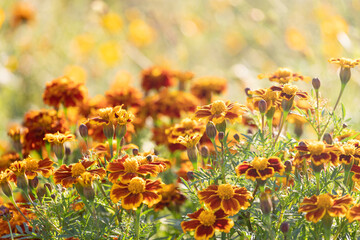 Marigolds in full, glorious bloom