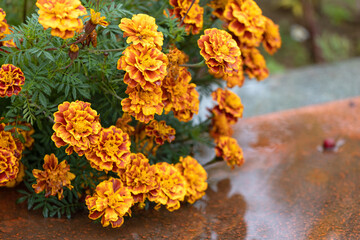 Marigolds in full, glorious bloom