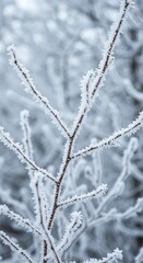 Obraz premium A mesmerizing close up view of delicate white rime hoarfrost crystals completely covering dormant tree branches and twigs ,morning ,nature ,heavy