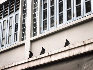 Three pigeons perched on a ledge beneath a row of windows