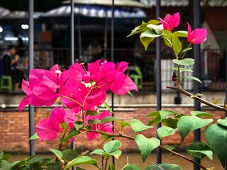 Vibrant pink bougainvillea flowers blooming in a garden setting