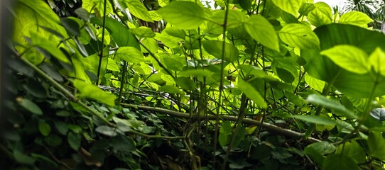 Lush green foliage with sunlight filtering through leaves in a natural setting