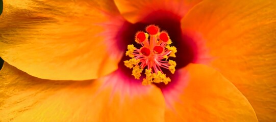 Close-up of a vibrant orange hibiscus flower in full bloom, macro shot