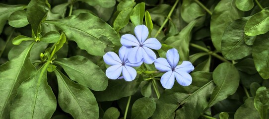 Beautiful blue plumbago flowers blooming amidst lush green foliage