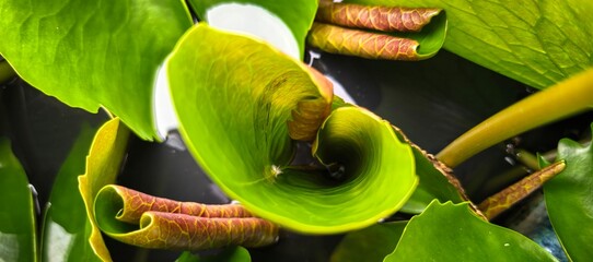 Close-up of a vibrant green water lily leaf unfurling in a pond
