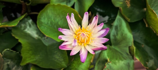 Vibrant lotus flower blooming in a pond with lush green lily pads