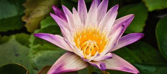 vibrant purple and yellow lotus flower blooming in a pond