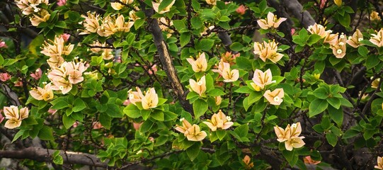 Beautiful bougainvillea flowers blooming on a vibrant green bush