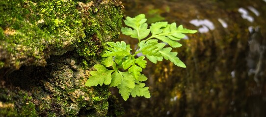 Vibrant green fern growing on a mossy rock in a natural environment