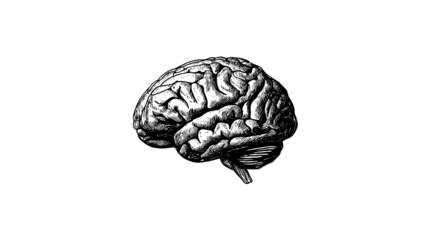 Human Brain Illustration on Transparent Background Detailed Anatomy