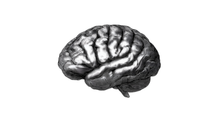 Brain Artwork on Transparent Background Anatomical Illustration