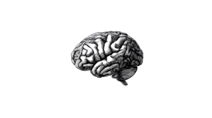 Brain Illustration Anatomical Sketch on Transparent Background