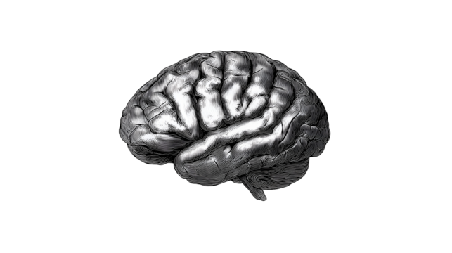 Brain Artwork on Transparent Background Anatomical Illustration