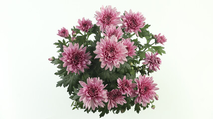 purple chrysanthemum flowers on a white background