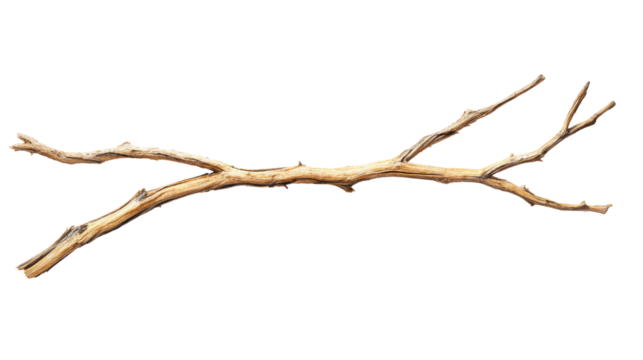 Rustic Branch in Isolation: a detailed capture of a single branch with slender, textured arms, the twig evokes a sense of starkness, quiet and enduring.