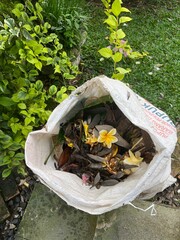 Frangipani Flowers and Garden Waste in Woven Sack – Outdoor Environmental Photography, Natural Light, Close-Up Composition