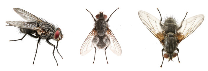 Fly Trio: A high-definition view, showcasing three flies in distinct perspectives; side, top, and aerial, reveals intricate details of their anatomy.