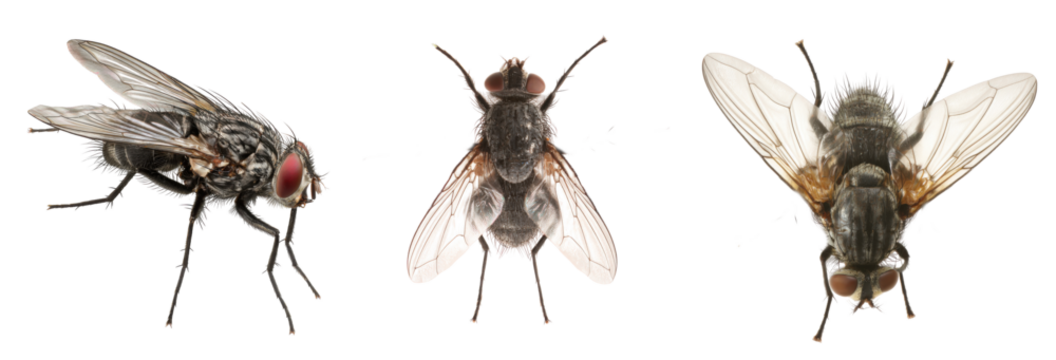 Fly Trio: A high-definition view, showcasing three flies in distinct perspectives; side, top, and aerial, reveals intricate details of their anatomy.