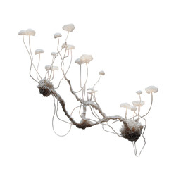 Fungal-like abstract structure with white caps against a black background