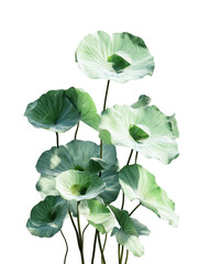 Lush cluster of large, light green lotus-like leaves on a black backdrop
