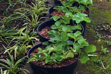 Fresh young strawberry plants growing in black nursery pots, showing healthy leaves and outdoor gardening activity.