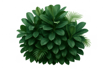 Lush green bush with abundant leaves, showcasing fresh plant foliage and natural growth. Element isolated on a transparent background