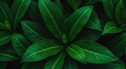 Obraz premium Dense, vibrant tropical foliage showing many varied shades of green overlapping each other, creating a very rich natural pattern and organic texture ,multiple ,green ,pattern