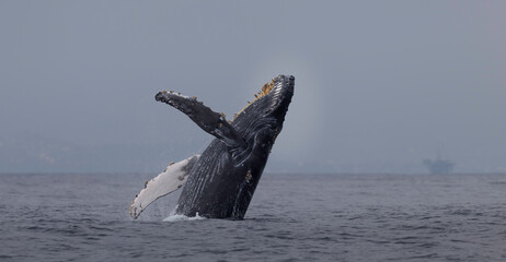 Humpback Whale breaching, jumping out of the water, Santa Barbara, California, USA