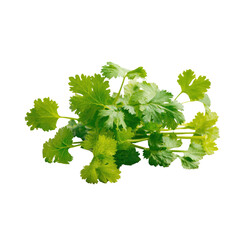 Vibrant green cilantro bunch against a stark black backdrop