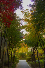 Obraz premium It's an autumn park with a walking path.