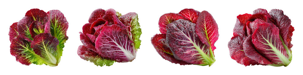 Obraz premium Fresh Red Leaf Lettuce with Water Droplets, Vibrant Greens and Reds, Isolated on Black for Culinary Design, PNG set with transparent background