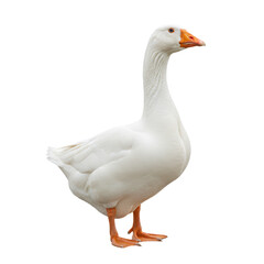 Graceful white goose isolated portrait, showcasing elegant plumage and poised stance against